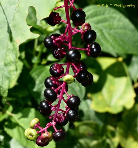 {Phytolacca americana}